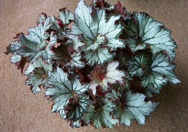 B. ‘Flipant’